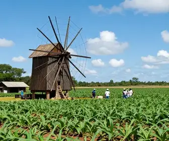 A História do Ciclo do Açúcar em Alagoas: Um Patrimônio Cultural