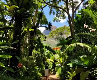 Descubra a Mata da Cafurna: Natureza e Aventura em Alagoas