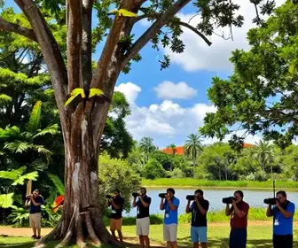 Descubra a Observação de Aves em Alagoas: Um Paraíso para Ornitólogos