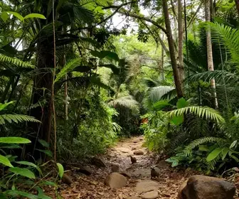 Descubra as Trilhas na Mata Atlântica de Alagoas: Natureza e Aventura