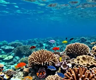 Descubra o Mergulho em Maragogi: Uma Aventura Subaquática em Alagoas