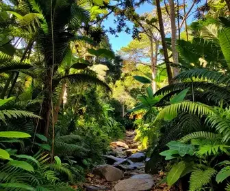 Explorando as Trilhas em Murici: Aventura em Alagoas